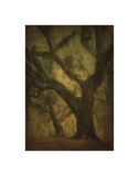 Buy Avery Island Oaks, Study 2 at AllPosters.com