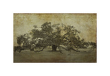 Buy Sugarmill Oak, Louisiana at AllPosters.com