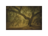 Buy Avery Island Oaks, Study 10 at AllPosters.com