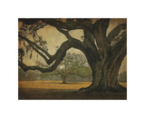 Buy Two Oaks in Rain, Audubon Gardens at AllPosters.com