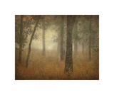 Buy Oak Grove in Fog, Study 24 at AllPosters.com