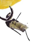 Insecte Limited Edition
