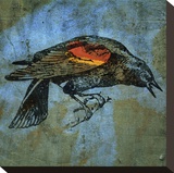 Red Wing Blackbird No. 1