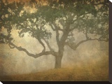 Oak in Fog Study 13