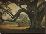 Two Oaks in Rain, Audubon Gardens