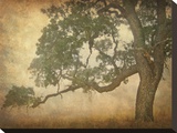 Oak in Fog, Study 1