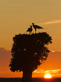 Secretary Bird at Nest, Masai Mara Game Reserve, Kenya
