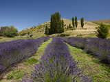 Lavender Farm, Near Cromwell, Central Otago, South Island, New Zealand