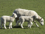 Sheep and Lambs, Near Dunedin, Otago, South Island, New Zealand