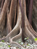Buttress Root and Trunk Detail of a Ceiba Tree in Corcovado National Park, Costa Rica