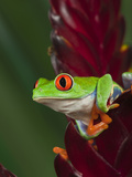 Red-Eyed Tree Frog