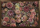 Buy Succulents at AllPosters.com