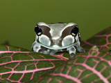 Amazon Milk Frog