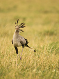 Secretary Bird Hunting for Food, Lower Mara, Masai Mara Game Reserve, Kenya