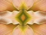 Flipped Pattern, Hybrid Daylily
