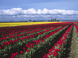 A Field of Tulips with Stormy Skies, Skagit Valley, Washington, Usa