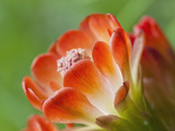 Claret Cup Cactus, Texas, Usa
