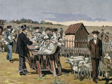 Buy French Chemist and Bacteriologist. Vaccination of Sheep Against Anthrax, Agerville, France, 1884 at AllPosters.com