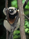 Buy Propithecus Sifaka Lemur, Madagascar at AllPosters.com