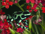 Green and Black Dart Frog, Costa Rica