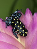 Thumbnail Dart Frog, Native to Peru