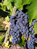 Chianti Grapes Ready for Crush, Greve, Tuscany, Italy