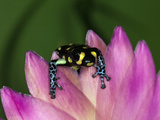 Thumbnail Dart Frog, Native to Peru