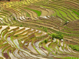 Buy Native Yi People Plant Flooded Rice Terraces Near Laomeng Town, Jinping, Yunnan, China at AllPosters.com