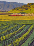 Spring Mustard Flowers in Screaming Eagle Vineyard, Napa Valley, Napa County, California, Usa
