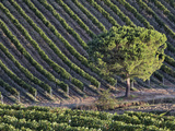 Morning Light on Vineyard, Tuscany, Italy