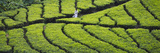 Tea Plantation, Kerala, India