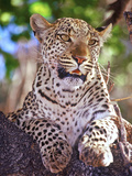 Buy Wild Leopard, Okvango Delta, Botswana at AllPosters.com