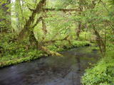 A Stream Flowing Through the Hoh Rainforest in Olympic National Park, Washington, Usa