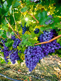 Buy Crush and Fall in the Rattlesnake Hills, Yakima Valley, Washington, Usa at AllPosters.com