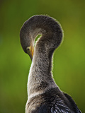 Buy Everglades National Park Wild Birds, Florida, Usa at AllPosters.com