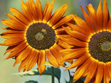 Buy European Honey Bees Pollinating Red Sunflowers, Rhineland-Palatinate, Germany at AllPosters.com