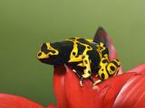 Bumblebee Poison Frog, Aka Yellow-Banded Poison Dart Frog
