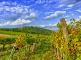 Buy Vienna Vineyards, Austria at AllPosters.com