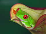 Red-Eyed Tree Frog