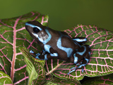 Blue and Black Poison Dart Frog, Native to Costa Rica