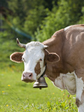 Cow and Cowbell Near Murren, Jungfrau Region, Switzerland Photographic Print