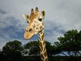 Giraffe, Fossil Rim Wildlife Area, Texas, Usa
