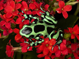 Green and Black Dart Frog, Costa Rica