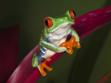 Red-Eyed Tree Frog
