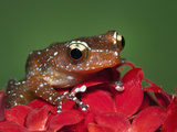 Cinnamon Tree Frog, Borneo