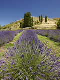 Lavender Farm, Near Cromwell, Central Otago, South Island, New Zealand