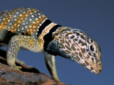 Buy Ollard Lizard at AllPosters.com