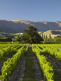 Wooing Tree Vineyard, Cromwell, Central Otago, South Island, New Zealand
