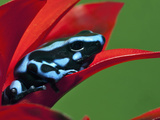 Blue and Black Poison Dart Frog, Panama Blue