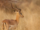 Impala in Tall Bushman Grass, Mahango Game Reserve, Namibia
